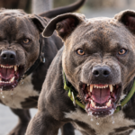 Sonipat Pitbull Attack