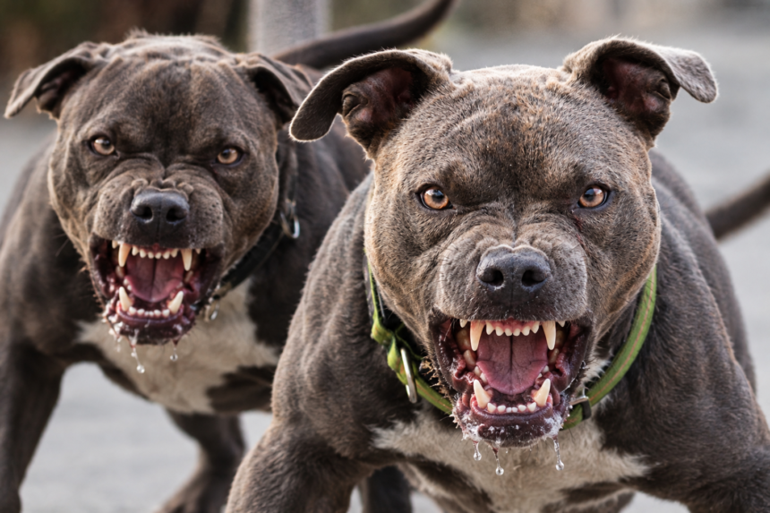 Sonipat Pitbull Attack