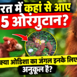 Odisha Orangutan News