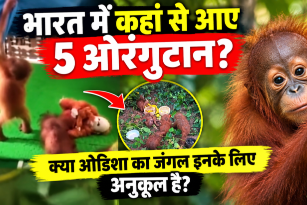 Odisha Orangutan News
