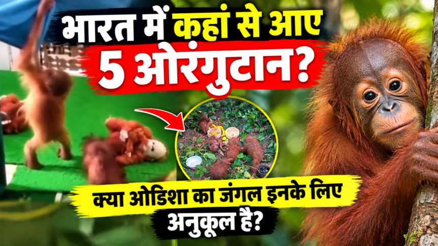 Odisha Orangutan News