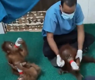 Odisha Orangutan News
