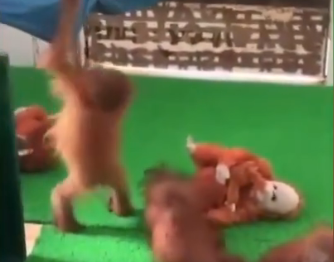 Odisha Orangutan News