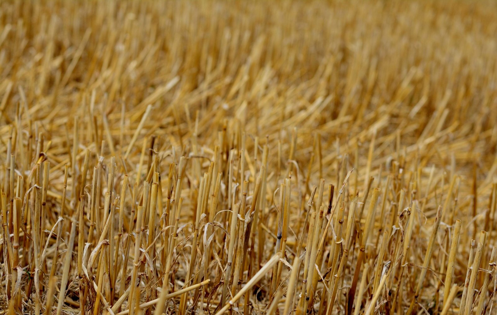Punjab Stubble Burning